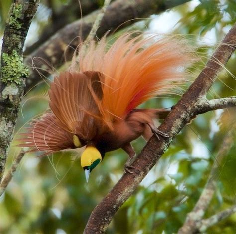 Tim Laman On Instagram “photo By Timlaman A Raggiana Bird Of Paradise Male Performs For A