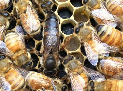 Birds And Bees — Russian Hybrid Queen Bees From Vashon Island