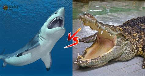 Crocodile Vs Shark Who Would Win