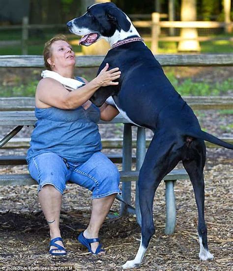 Nova The Great Dane Named Worlds Tallest Female Dog