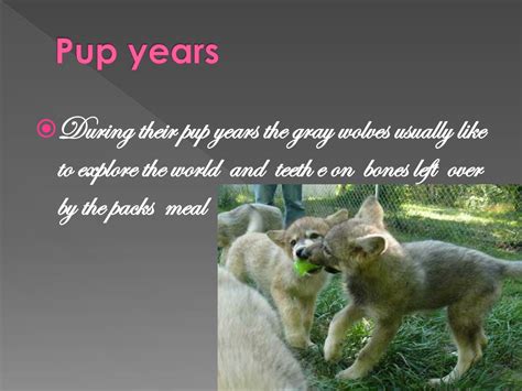 Ppt Life Cycle Of A Gray Wolf Powerpoint Presentation Free Download