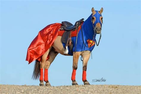 26 Amazing Horse Costumes Neatorama