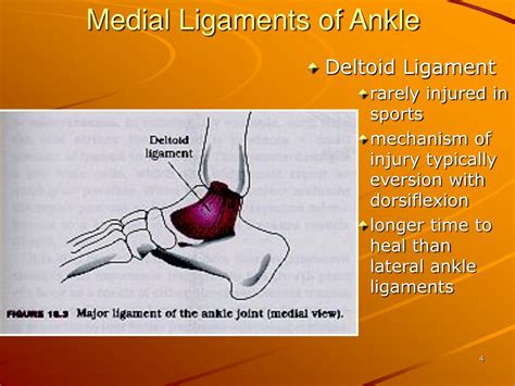 Ppt Injuries To The Lower Leg Ankle And Foot Powerpoint Presentation
