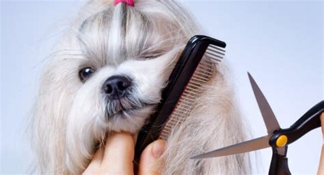 10 Hair Grooming Tips To Take Care Of Your Dogs Skin And Coat