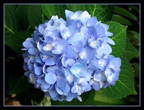 Healthy, top quality hydrangeas for sale. Endless Summer Hydrangea (Mophead Hydrangea) | I'm falling ...