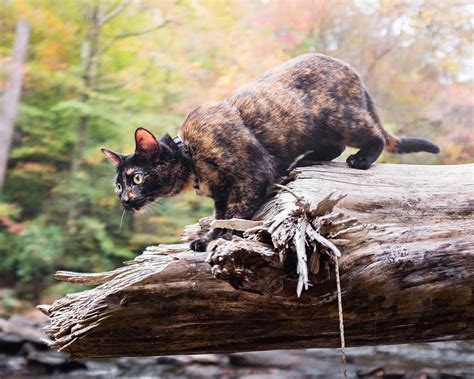This Adventure Kitty Turned Her Rescuer Into A Cat Person Adventure
