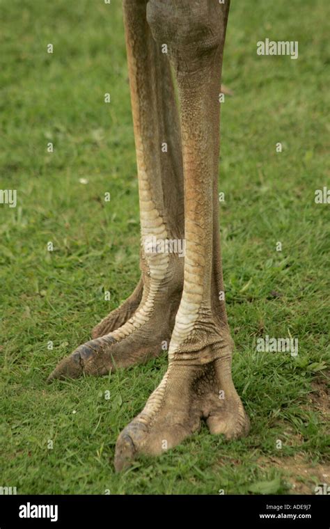 Knobbly Knees Hi Res Stock Photography And Images Alamy