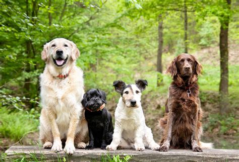 10 Freundliche Hunderassen Familienhunde Treue Begleiter Und Mehr