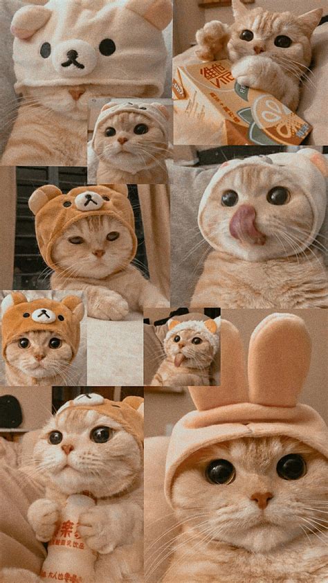 Wallpaper Cute Cat Wallpaper Foto Kucing Aesthetic Pic Jeez