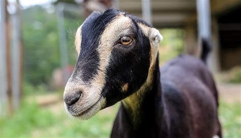 Lamancha Goats Hobby Farms