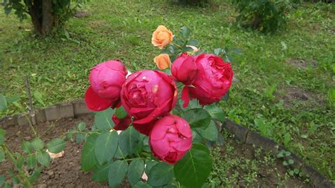 Ranczo Elma Róża Red Eden Rose