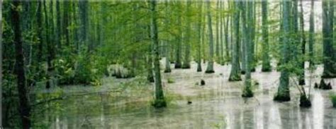 10 Interesting Swamp Facts My Interesting Facts