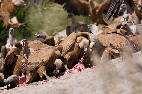 13 Vivid Facts About Vultures Fact City
