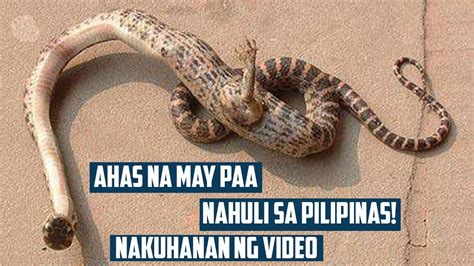 Ahas Na May Paa Nahuli Sa Pilipinas Nakuhanan Ng Video Clarktvfacts