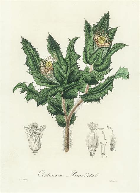 Holy Thistle Vintage Botanical Illustration Digital Art By Bellavista
