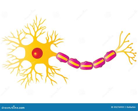 Célula De La Neurona Ilustración Del Vector Ilustración De Salud