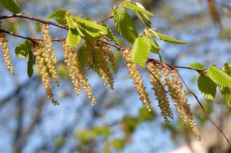 European Beech Plant Care And Growing Guide