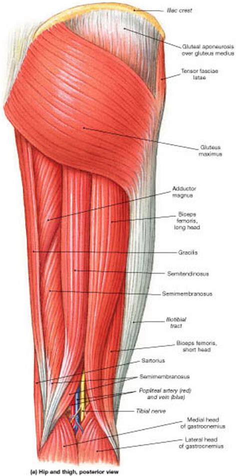 The thigh bone, or femur, is the large upper leg bone that connects the lower leg bones (knee joint) to the pelvic bone (hip joint). Elbow/Radioulnar Joint & Knee Joint Muscles & Actions ...