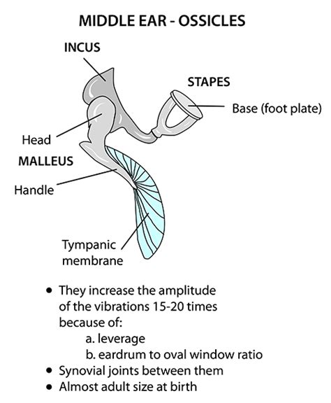 Instant Anatomy Head And Neck Areasorgans Ear Ossicles