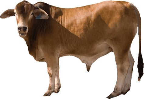 Ox Animal Png Transparent Images Png All