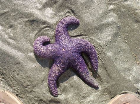 Purple Starfish Rocks Waves Beach