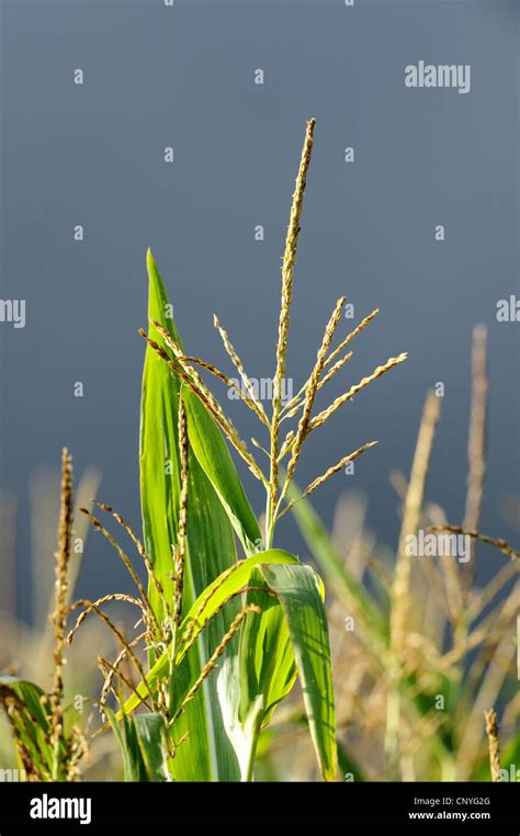 Indian Corn Maize Zea Mays Male Inflorescence In Maize Field