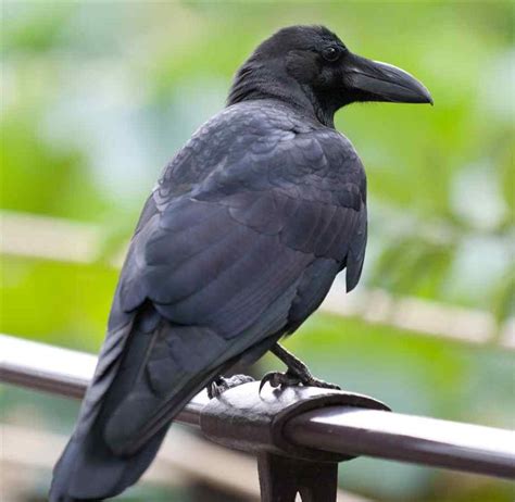 Crow Japanese Bird Jungle