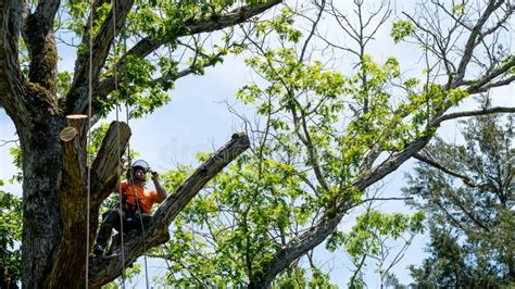 Worker In Orange Shirt In Tree Cutting Off Dead Branches Stock Photo