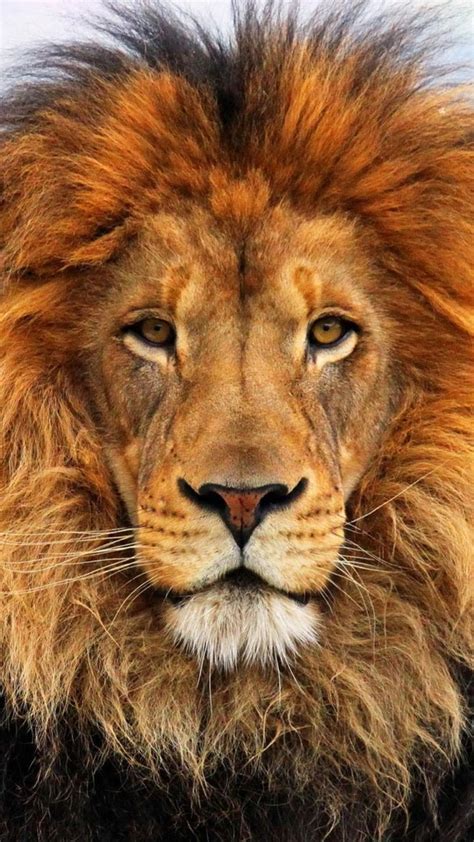 Lion Hd Face Iphone Wallpapers Wallpaper Cave