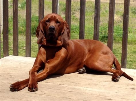 Redbone Coonhound Information Dog Breeds At Dogthelove