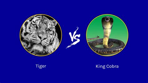 King Cobra Vs Tiger Can The Venomous Snake Take Down The Big Cat In A