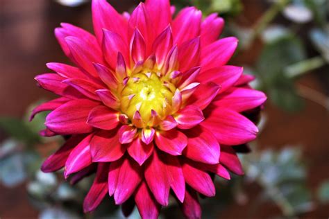 The market that is organized by the lincoln square ravenswood chamber of commerce suggests every tuesday mornings and thursday evenings from june to october fresh fruits and vegetables, homemade patisseries and more. A beautiful dahlia from a Chicago farmers market # ...