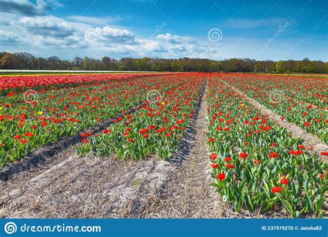 Beautiful Flowery Spring Landscape With Colorful Tulip Fields In