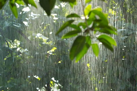 How Well Do You Know Rain Forests Quiz Utah Lawn Care
