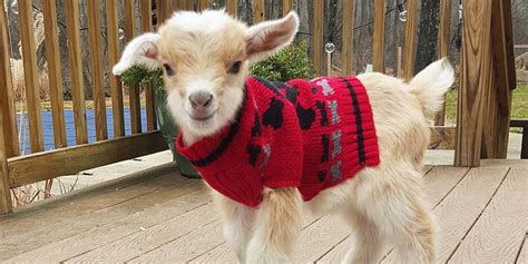 Goats Of Anarchy Instagram Cute Goat Photos
