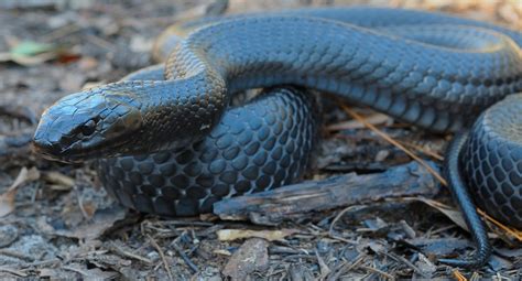 Old reports from south carolina are not thought to be credible. eastern-indigo-snake-florida-everglades-tours.jpg (1600× ...