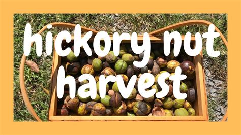 Harvesting Shagbark Shellbark Hickory Nuts Youtube