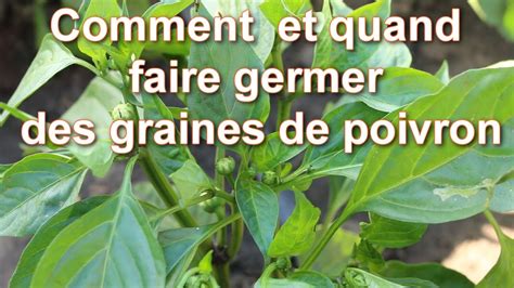 Semer Et Planter Poivron Et Piment Quand Et Comment Comment Faire