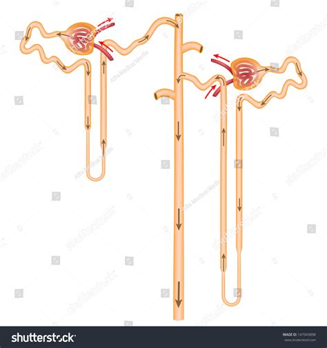 Nephron Types Unlabeled Stock Illustration 147943898 Shutterstock