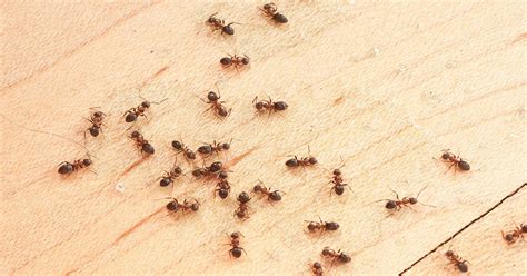 The answer and solution for: Common Pests in the Home | Massey Services, Inc.