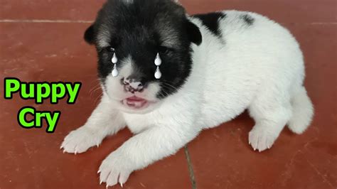 Dog Crying And Whining Loud Dog Crying Sound Effect To Stimulate Your