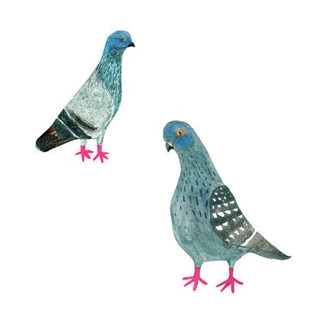 910 Watercolor Pigeons Stock Photos Pictures And Royalty Free Images