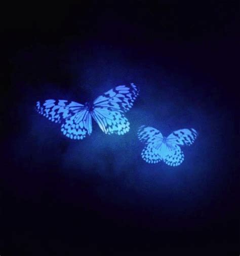Blue Butterfly Butterflies  Wiffle