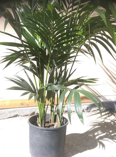Kentia Palm Plant In 10 Pot 60 Tall Tropical Etsy