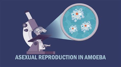 Asexual Reproduction In Amoeba Youtube