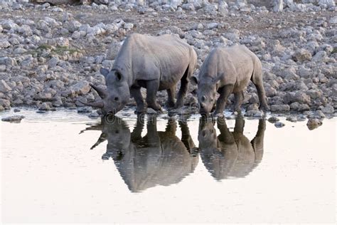 Black Rhino In Etosha National Park Namibia Stock Photo Image Of