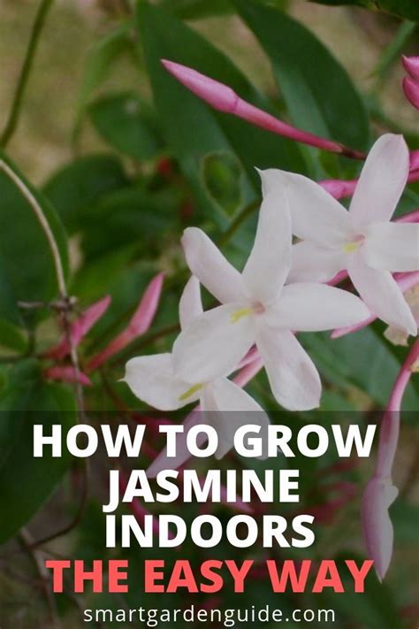 How To Grow Jasmine Indoors Read My Complete Guide To Jasmine Plant