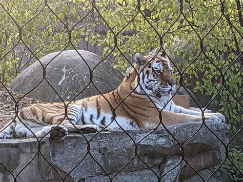 Tiger Blep At The Zoo Rblep