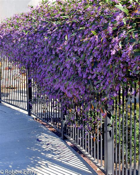 Lilac Vine Happy Wandererhardenbergia Violacea Evergreen To 15