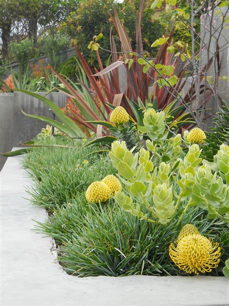 Protea Yellow Pin Cushion And Sesleria Grass Native Garden